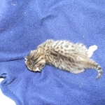 Savannah, F-6B, BST, Female DOB 2-21-16