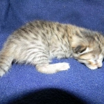 Savannah, F-6B, BST, Female DOB 2-21-16