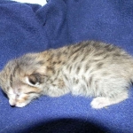 Savannah, F-6B, BST, Female DOB 2-21-16