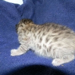 Savannah, F-6B, BST, Female DOB 2-21-16