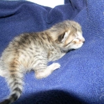 Savannah, F-6B, BST, Female DOB 2-21-16