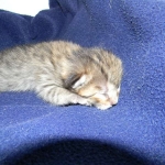 Savannah, F-6B, BST, Female DOB 2-21-16