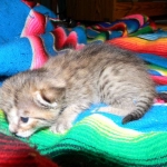 Savannah, F-6B, BST, Female DOB 2-21-16