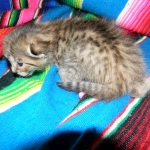 Savannah, F-6B, BST, Female DOB 2-21-16