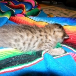 Savannah, F-6B, BST, Female DOB 2-21-16