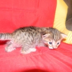 Savannah, F-6B, BST, Female DOB 2-21-16