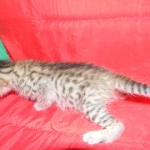 Savannah, F-6B, BST, Female DOB 2-21-16