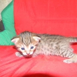 Savannah, F-6B, BST, Female DOB 2-21-16