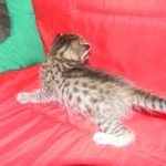 Savannah, F-6B, BST, Female DOB 2-21-16