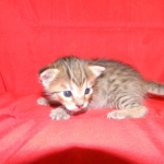 Savannah, F-6B, BST, Female DOB 2-21-16