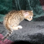 Savannah, F-6B, BST, Female DOB 2-21-16