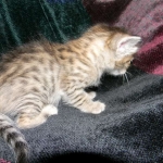 Savannah, F-6B, BST, Female DOB 2-21-16