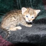 Savannah, F-6B, BST, Female DOB 2-21-16