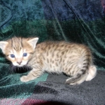 Savannah, F-6B, BST, Female DOB 2-21-16