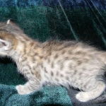 Savannah, F-6B, BST, Female DOB 2-21-16