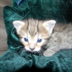 Savannah, F-6B, BST, Female DOB 2-21-16