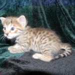 Savannah, F-6B, BST, Female DOB 2-21-16