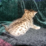 Savannah, F-6B, BST, Female DOB 2-21-16