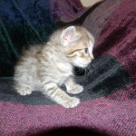 Savannah, F-6B, BST, Female DOB 2-21-16