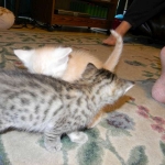 Savannah, F-6B, BST, Female DOB 2-21-16