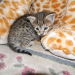 Savannah, F-6B, BST, Female DOB 2-21-16