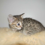 Savannah, F-6B, BST, Female DOB 2-21-16