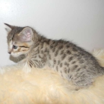 Savannah, F-6B, BST, Female DOB 2-21-16