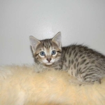 Savannah, F-6B, BST, Female DOB 2-21-16