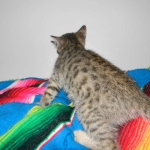 Savannah, F-6B, BST, Female DOB 2-21-16