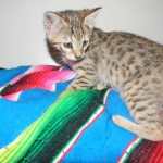 Savannah, F-6B, BST, Female DOB 2-21-16