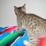 Savannah, F-6B, BST, Female DOB 2-21-16