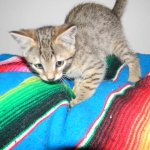 Savannah, F-6B, BST, Female DOB 2-21-16