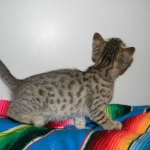 Savannah, F-6B, BST, Female DOB 2-21-16