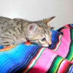 Savannah, F-6B, BST, Female DOB 2-21-16