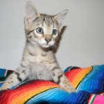 Savannah, F-6B, BST, Female DOB 2-21-16