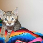 Savannah, F-6B, BST, Female DOB 2-21-16