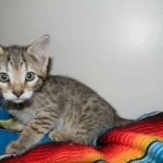 Savannah, F-6B, BST, Female DOB 2-21-16