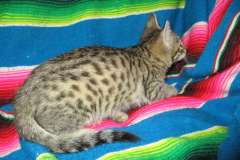 Savannah F-6B Brown(Black) spotted Male DOB 12/29/16