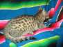 Savannah F-6B Brown(Black) spotted Male DOB 12/29/16