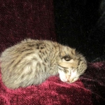 Savannah, F-6B, Brown (black) Spotted, Male, DOB 12-29-16