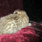 Savannah, F-6B, Brown (black) Spotted, Male, DOB 12-29-16