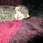 Savannah, F-6B, Brown (black) Spotted, Male, DOB 12-29-16