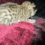 Savannah, F-6B, Brown (black) Spotted, Male, DOB 12-29-16