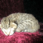 Savannah, F-6B, Brown (black) Spotted, Male, DOB 12-29-16