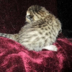 Savannah, F-6B, Brown (black) Spotted, Male, DOB 12-29-16