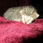 Savannah, F-6B, Brown (black) Spotted, Male, DOB 12-29-16