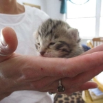 Savannah, F-6B, Brown (black) Spotted, Male, DOB 12-29-16