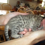 Savannah, F-6B, Brown (black) Spotted, Male, DOB 12-29-16