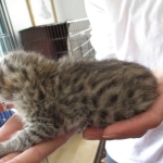 Savannah, F-6B, Brown (black) Spotted, Male, DOB 12-29-16