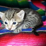 Savannah, F-6B, Brown (black) Spotted, Male, DOB 12-29-16